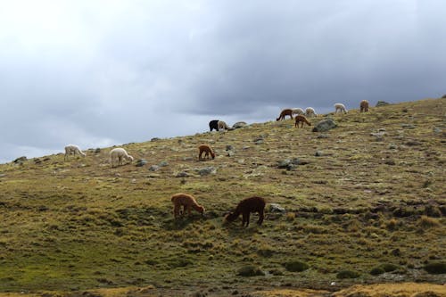 Δωρεάν στοκ φωτογραφιών με alpacas, αγροτικός, βοσκοτόπι