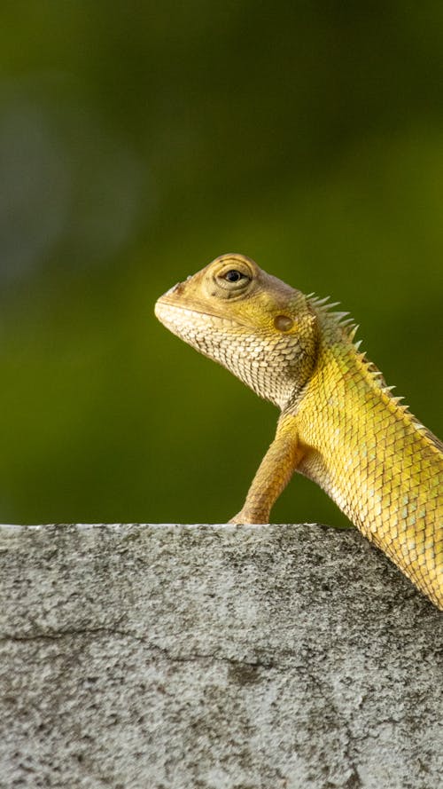 Foto profissional grátis de camaleão indiano, foco seletivo, fotografia animal