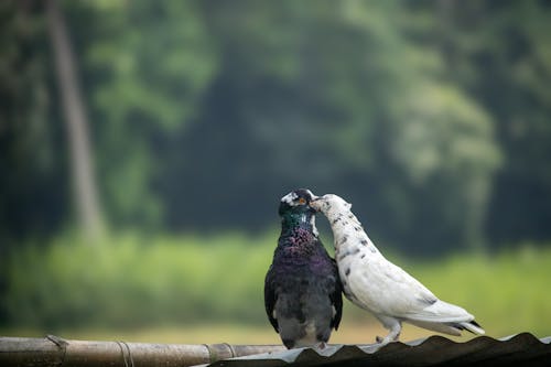 Pigeons Birds Together