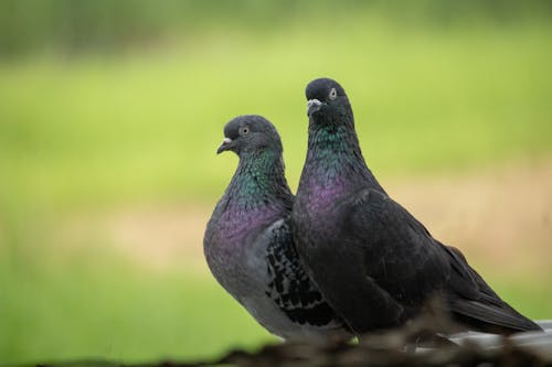 Foto profissional grátis de água, animais selvagens, ave