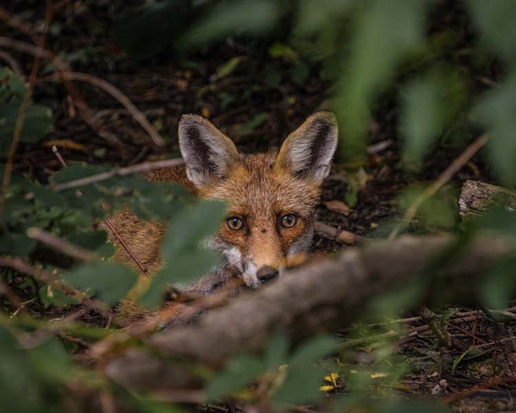 Fox Hiding In The Forest