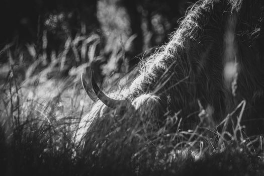 Horned Animal Nibbling Grass