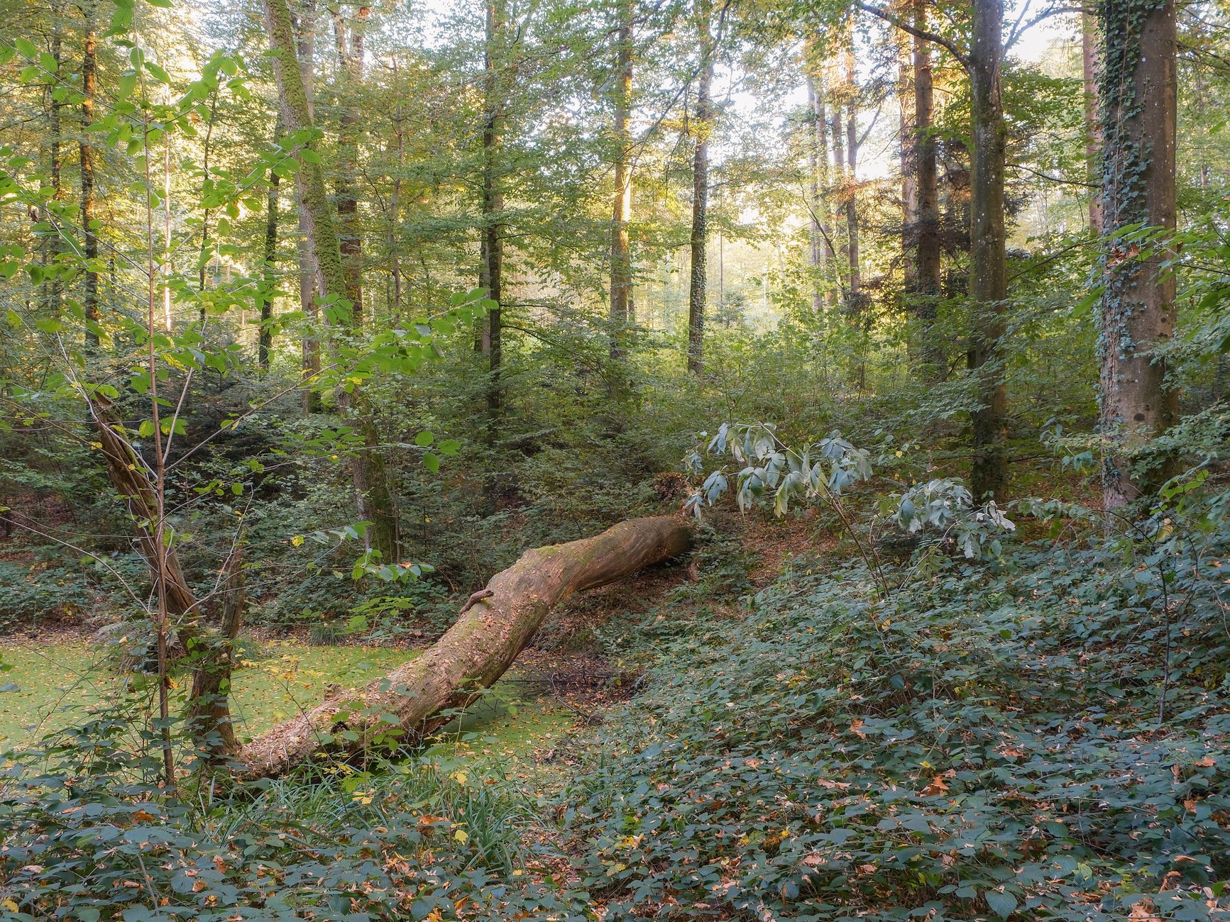 Woning zwaar beschadigd door omgevallen boom na storm