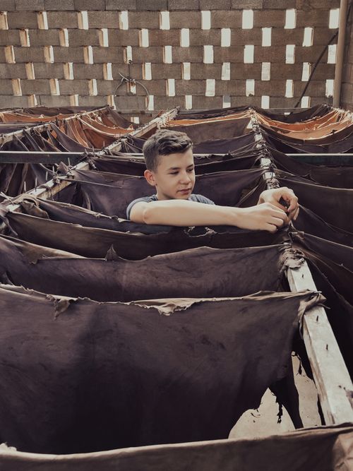 Free Teenager works in a tannery, arranging leather hides on drying racks indoors. Stock Photo