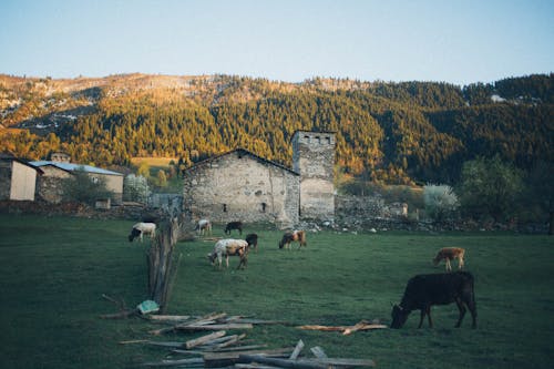Bestiame Marrone E Bianco Sul Campo Verde Vicino Alle Case