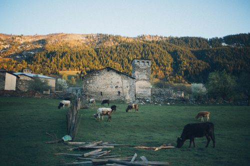 Free A peaceful rural landscape with cows grazing near rustic stone buildings and lush mountains. Stock Photo