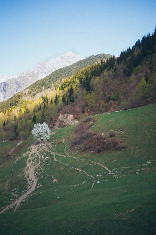 Free A tranquil landscape featuring green hills, a blossoming tree, and snow-capped mountain in spring. Stock Photo