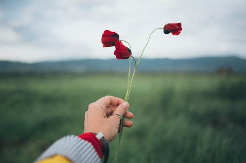 無料 赤い花びらの花を持っている人 写真素材