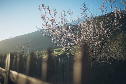 Flor De Cerezo