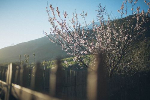 Free Scenic view of cherry blossoms against a mountain backdrop during the day. Stock Photo