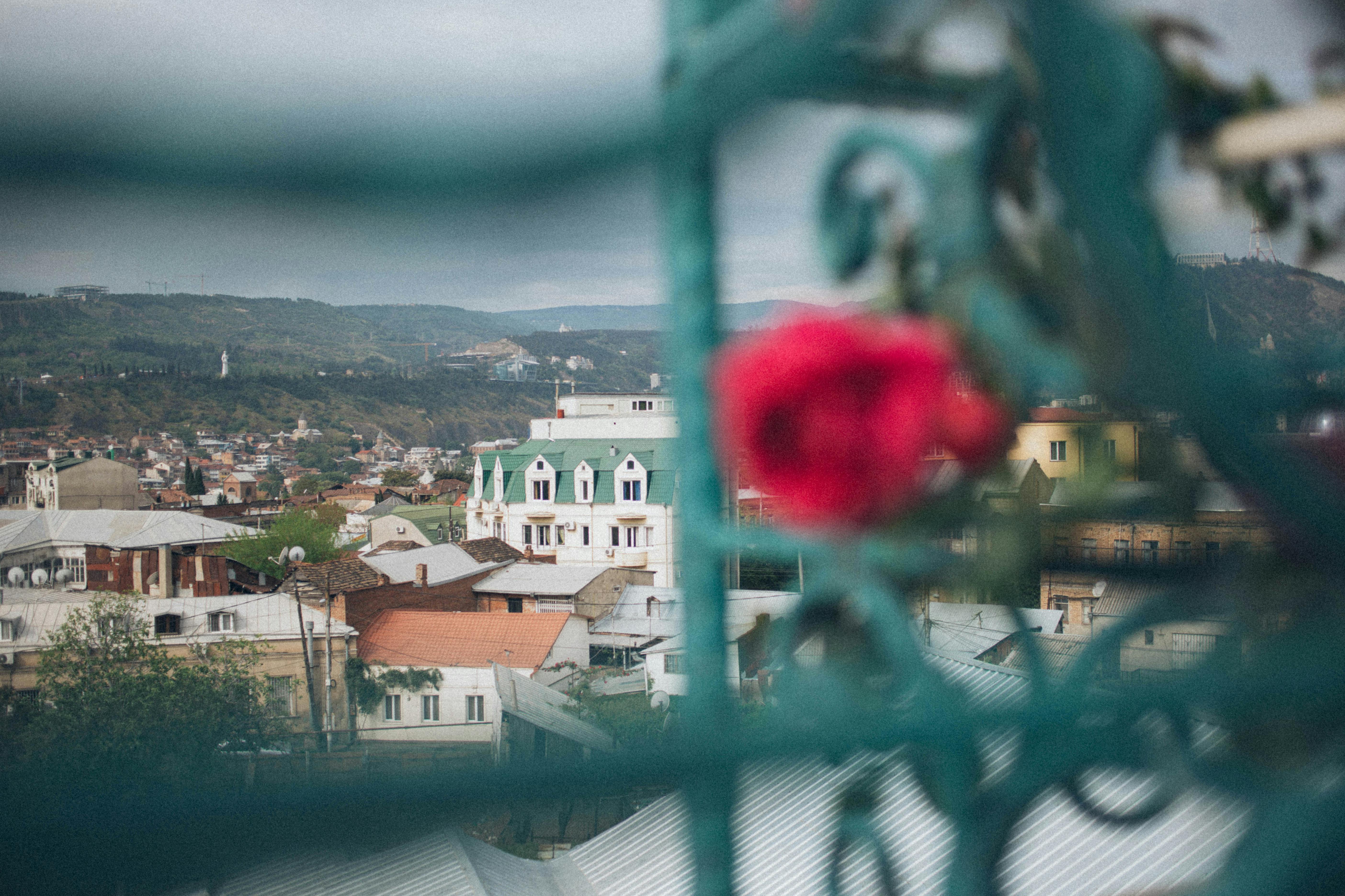 迷人的城市景观，以模糊的花卉前景为屋顶框架，环境宁静