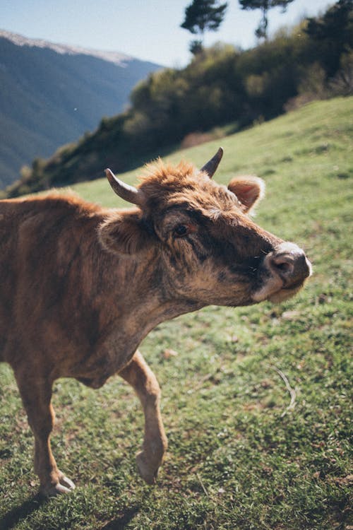 Free Close-Up Photo of Cow Stock Photo