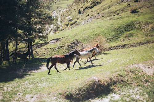 Фотография лошадей, бегущих по траве