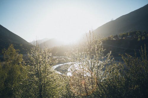 Aerial Shot Of Trees