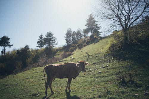 grátis Foto De Vaca Na Montanha Foto profissional