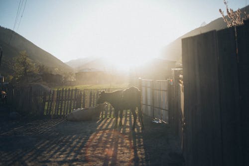 Black Cow Inside Fence