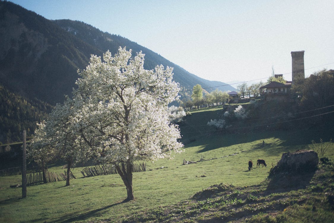 Free White Tree Stock Photo