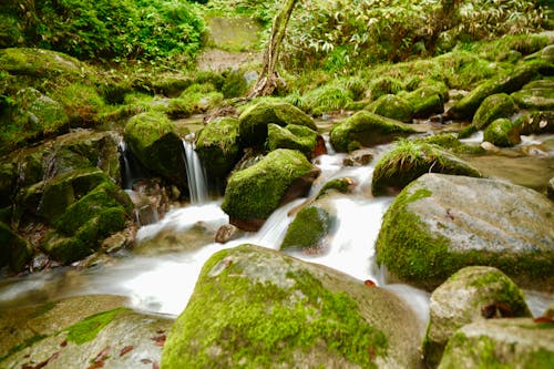 Moss on Rocks on Stream