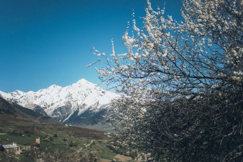 Free Stunning view of snow-capped mountains and blossoming trees during springtime. Stock Photo