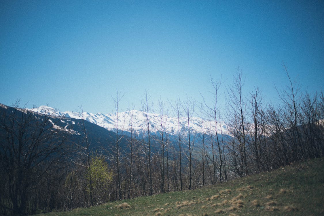 裸树与山背景