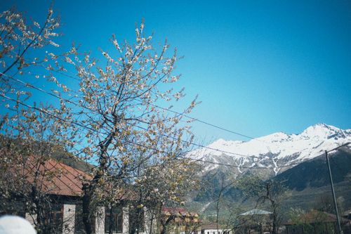 Free A scenic view of snow-capped mountains with nearby spring blossoms under a clear blue sky. Stock Photo