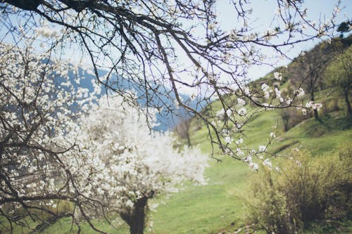 Безкоштовне стокове фото на тему «гілки дерев, гори, Денне світло»