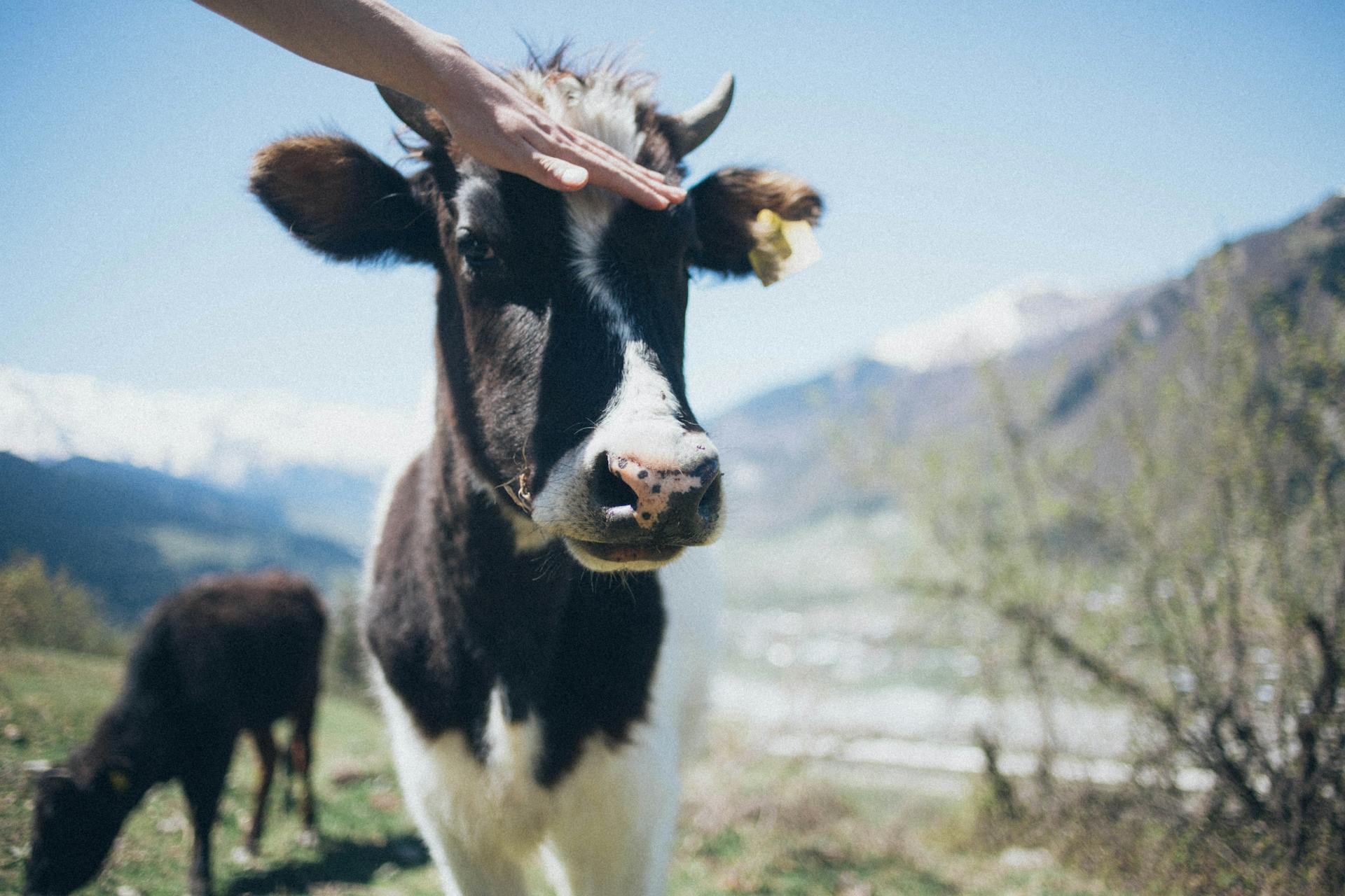 Close-Up Photo of Black And White Cattle