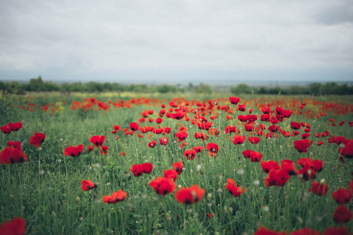 붉은 양귀비 꽃밭