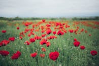 美丽的红罂粟盛开，捕捉到了户外春天的自然精髓