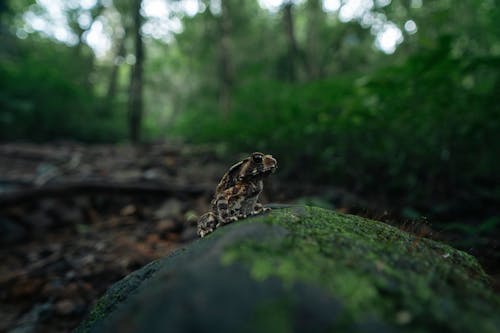 Frog on Rock in Forest
