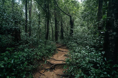 Path in a Rain-wet Dense Forest