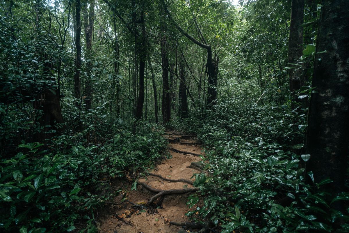 A dirt trail cut through dense wet forest, thick tree roots knuckling across the packed earth.