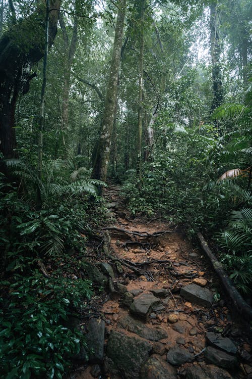 Rocky Footpath in Deep Forest