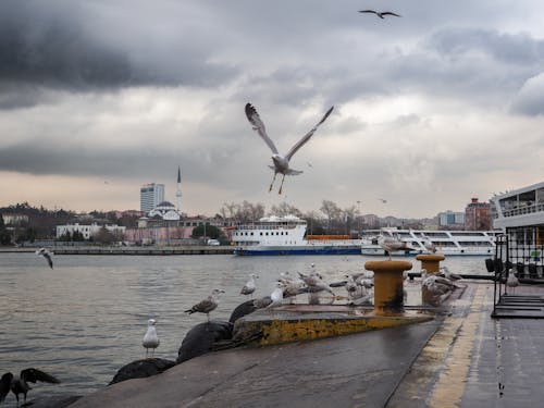 Seagulls on Sea Shore in Town in Turkey