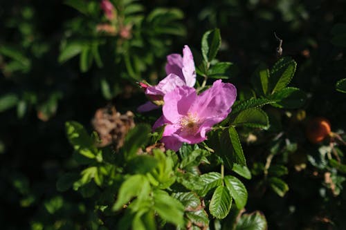 Ilmainen kuvapankkikuva tunnisteilla kukkiminen, ruusunmarja