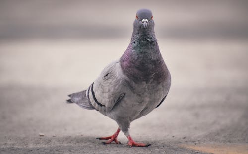 Pigeon on Ground