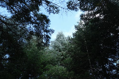 Ilmainen kuvapankkikuva tunnisteilla metsä, puut, taivas