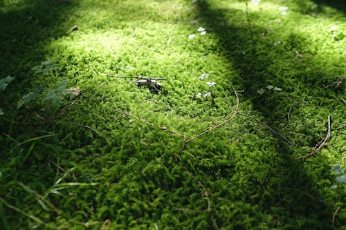 Gratis lagerfoto af mos, mosegrøn, mossy rock
