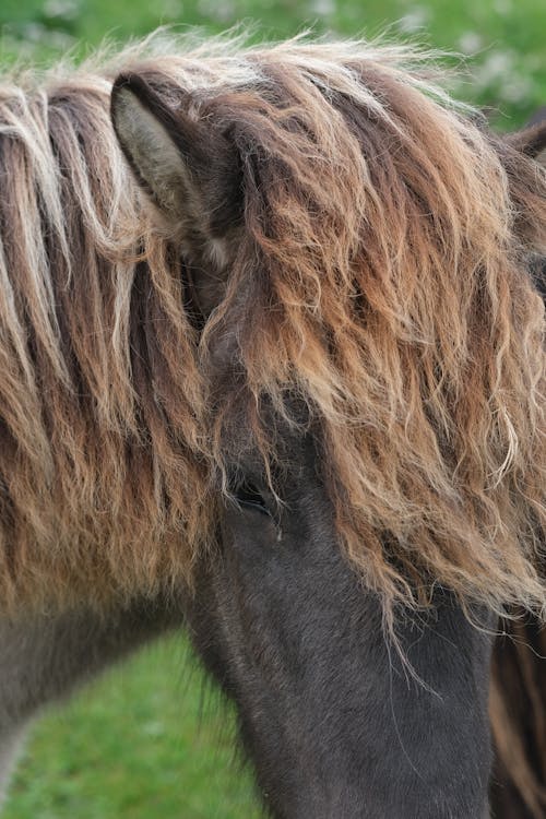 Gratis lagerfoto af dyrefotografering, hår, hest