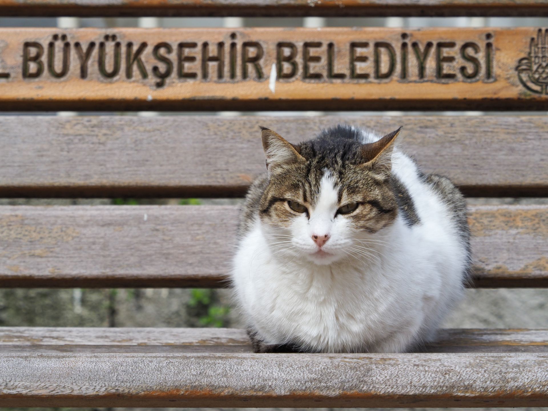 Feral Cat Sitting on a Wooden Bench in Turkey