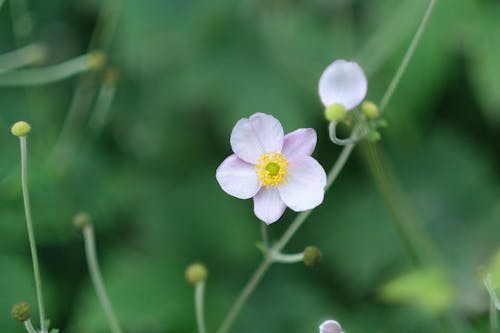 Closeup of a Japanese Anemone against Green Blurred Background