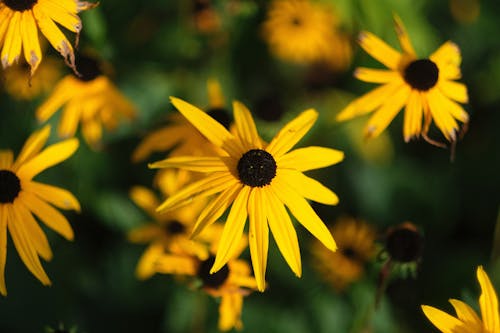 Foto profissional grátis de estame, flor amarela, foco seletivo