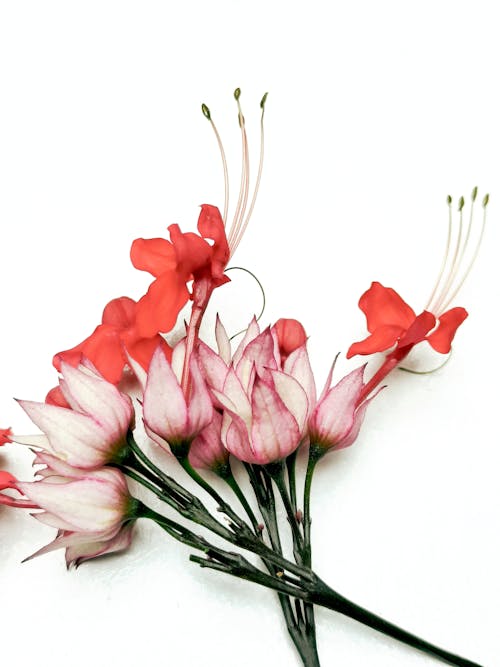 Pink and Red Flowers Lying against a White Background