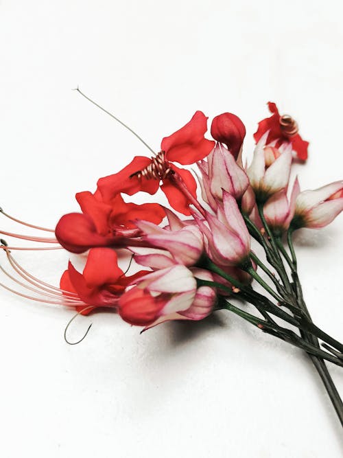 Základová fotografie zdarma na téma bílé pozadí, červená, květiny