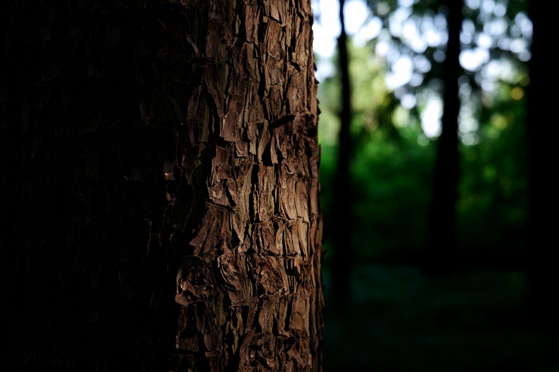 Trunk Image Close-up of a Tree Trunk in the Forest · Free Stock Photo