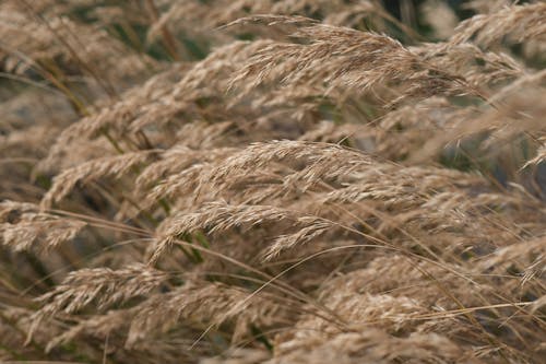 Closeup of Dry Grass Seeds
