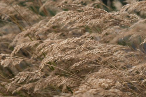 Free A detailed close-up of beige dried long grass swaying gently in the wind. Stock Photo