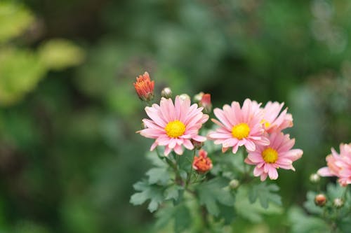 Closeup of Pink Flowers