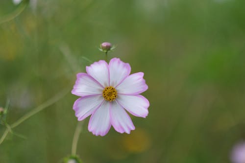 Foto profissional grátis de campo, cosmo, flor