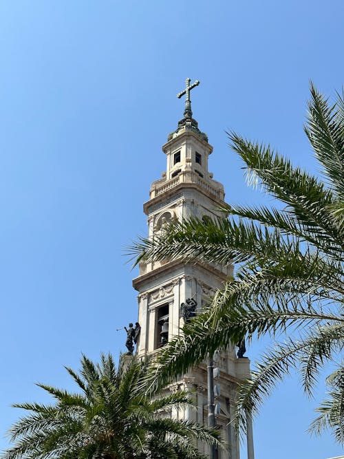 Palm Trees against a Church Bell Tower